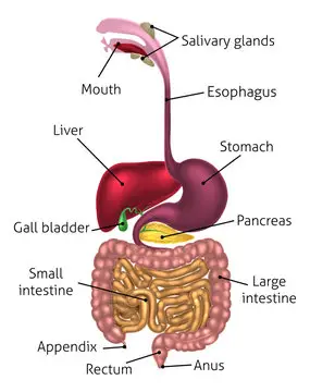 Detoksikacijos ABC